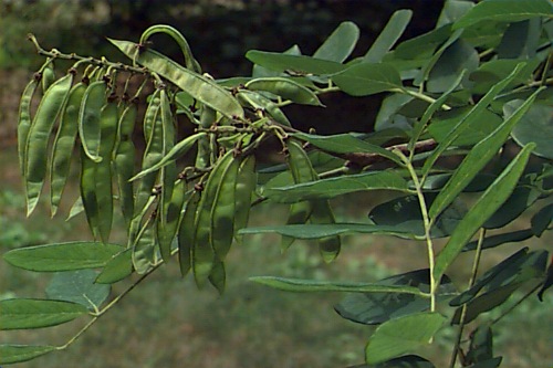 maackia seeds