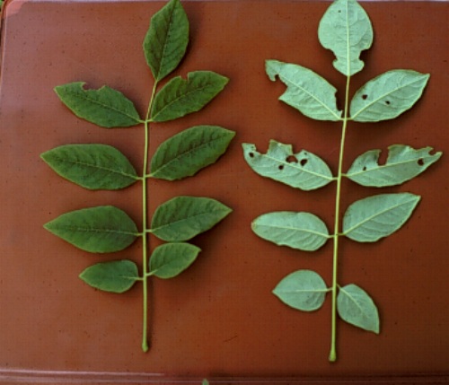 maackia leaf