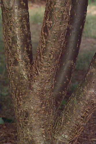 maackia bark