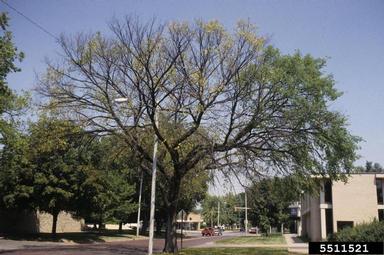 Ward Upham, Kansas State University-Elm tree with DED