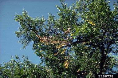 William Jacobi, Colorado State University-flagging indicitave of EAB