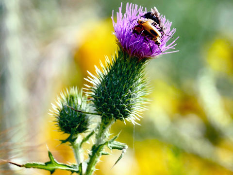 bull thistle flower