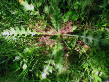 bull thistle leaves