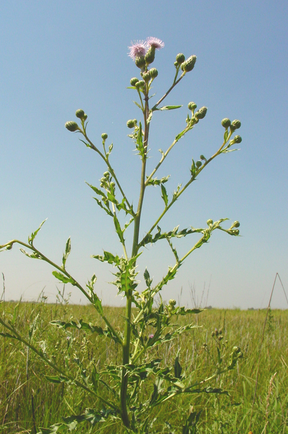 canada thistle form