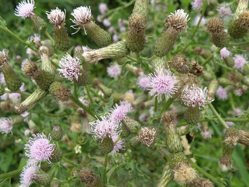 canada thistle flower