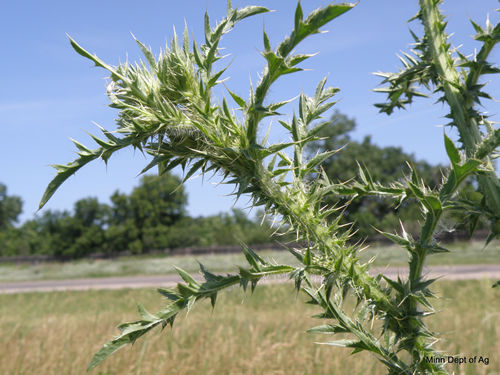 plumeless thistle leaf and stem