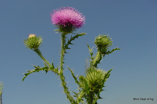 plumeless thistle flower