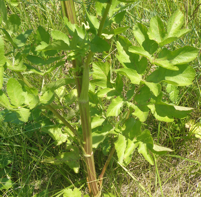 wild parsnip leaf and stem