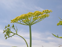 wild parsnip flower