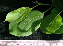 common buckthorn leaf