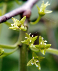 common buckthorn flower