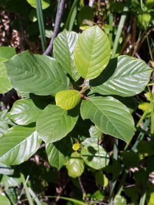 glossy buckthorn leaf