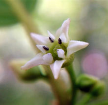 glossy buckthorn flower