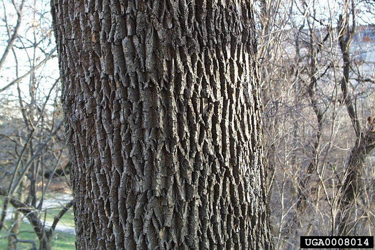 ash diamond-shaped bark