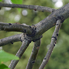 ash branching pattern