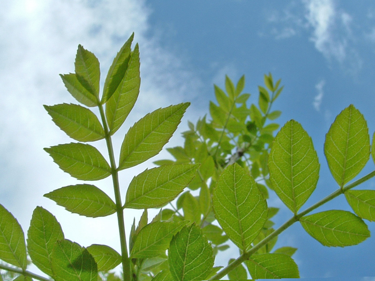 ash leaf