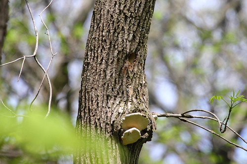 woodpecker holes