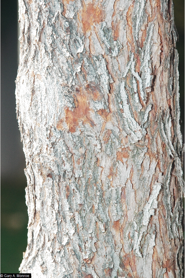 Eastern Redbud bark