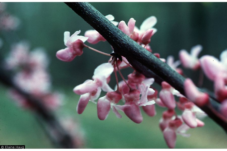 Eastern Redbud flower