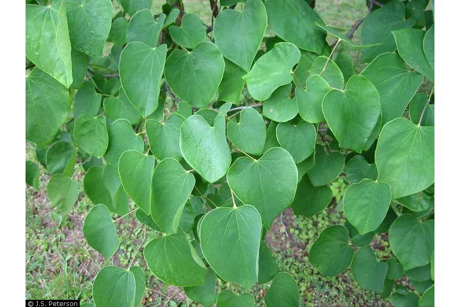 Eastern Redbud leaf