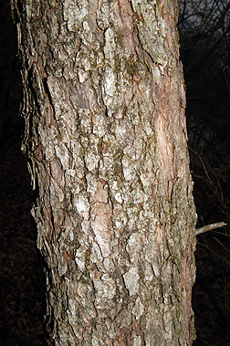 Hawthorne bark