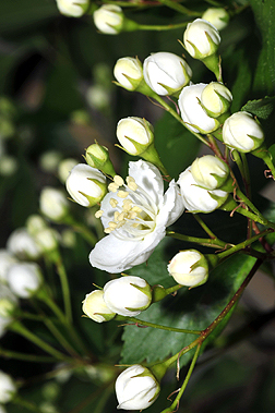 Hawthorne flower