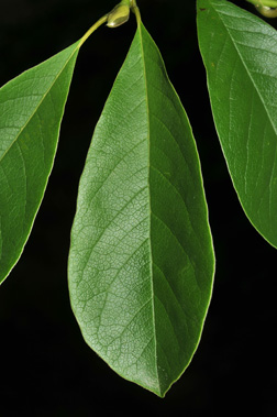 star magnolia leaf