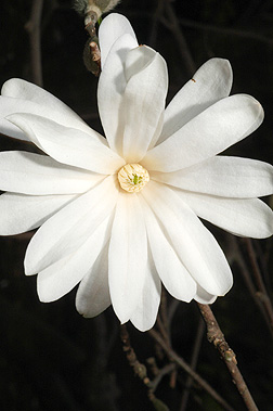 star magnolia flower