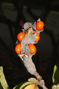 star magnolia fruit