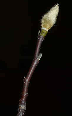 star magnolia bud