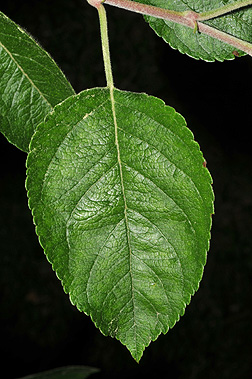 malus leaf