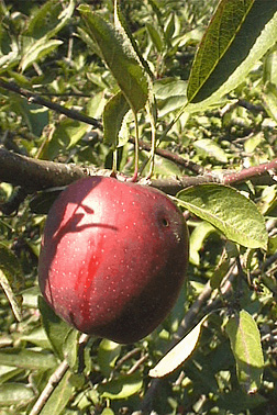 malus fruit