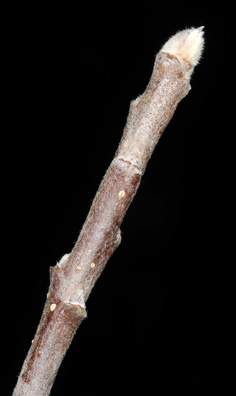 malus bud