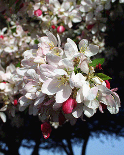 malus flowers