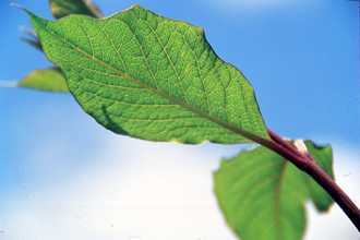 amur cherry leaf