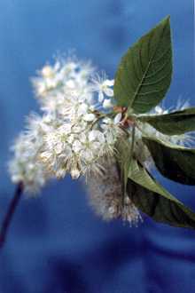 amur cherry flower