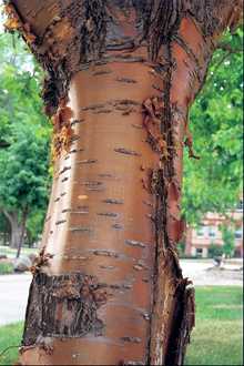 amur cherry bark