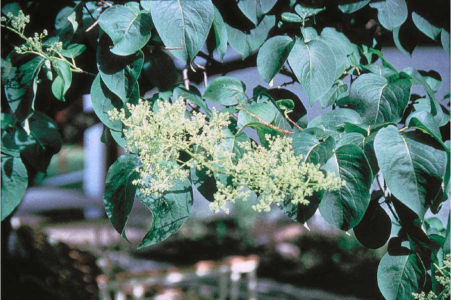 tree lilac leaf