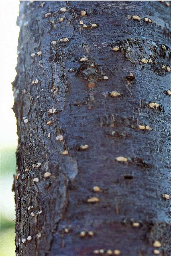 tree lilac bark