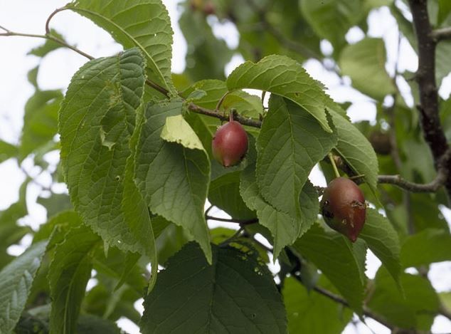 princess plum leaf and fruit