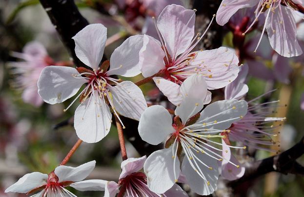 princess plum flower