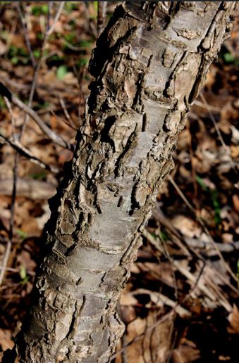 princess plum bark