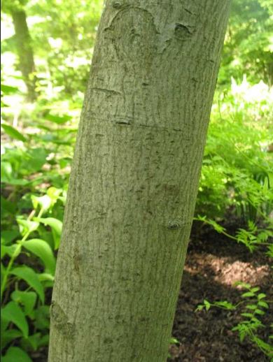 serviceberry bark