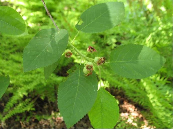 serviceberry leaf and flower