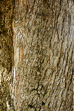 horsechestnut bark