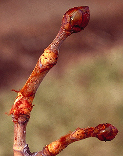 horsechestnut bud