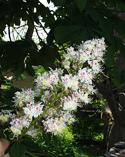 horsechestnut flower