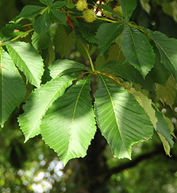 horsechestnut leaf