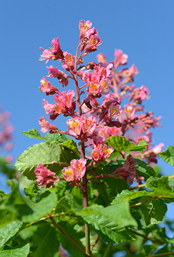 red horsechestnut leaf and flower