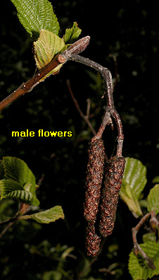 alder catkin